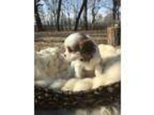 Cavalier King Charles Spaniel Puppy for sale in Checotah, OK, USA