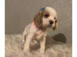 Cocker Spaniel Puppy for sale in West Plains, MO, USA