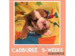 Bulldog Puppy for sale in Bonham, TX, USA