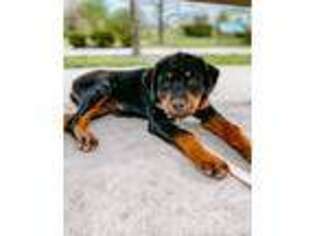 Rottweiler Puppy for sale in Olathe, KS, USA