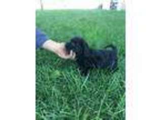 Labradoodle Puppy for sale in Centralia, KS, USA