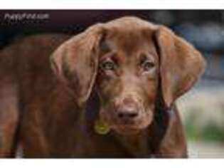 Labrador Retriever Puppy for sale in New Salisbury, IN, USA