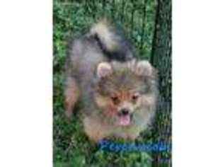 Pomeranian Puppy for sale in Owensboro, KY, USA