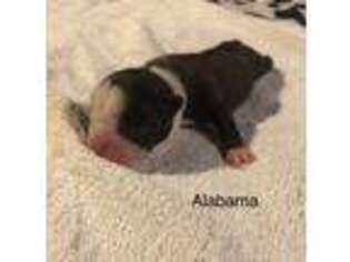 Boston Terrier Puppy for sale in Lawrence, KS, USA