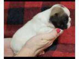 French Bulldog Puppy for sale in Lumberton, MS, USA