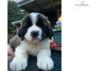 Saint Bernard Puppy for sale in Canton, OH, USA