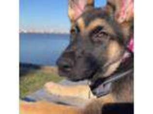 German Shepherd Dog Puppy for sale in Alexandria, VA, USA