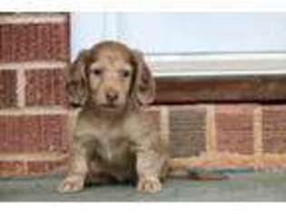 Dachshund Puppy for sale in Westminster, SC, USA
