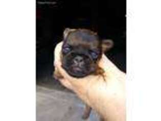 Brussels Griffon Puppy for sale in New Port Richey, FL, USA