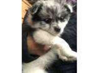 Pomeranian Puppy for sale in Ames, IA, USA