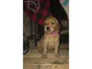 Goldendoodle Puppy for sale in Shelby, OH, USA