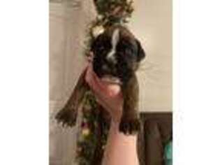 Boxer Puppy for sale in Catawba, SC, USA