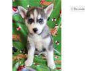 Siberian Husky Puppy for sale in North Platte, NE, USA