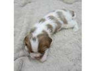 Cavalier King Charles Spaniel Puppy for sale in Tillamook, OR, USA