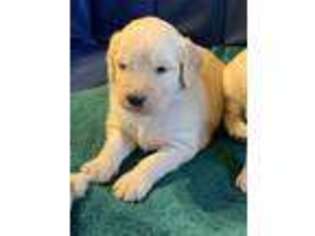 Goldendoodle Puppy for sale in Harrison, AR, USA