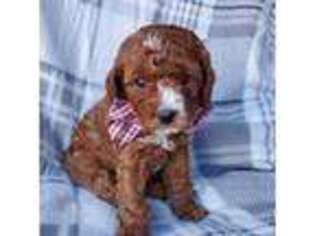 Small Photo #1 Cavapoo Puppy For Sale in Eau Claire, WI, USA