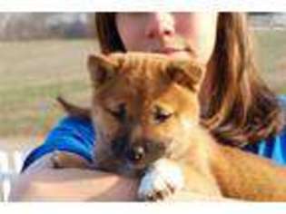 Shiba Inu Puppy for sale in Reading, PA, USA