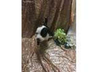 Mutt Puppy for sale in Randolph, MA, USA
