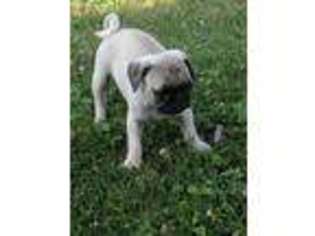 Pug Puppy for sale in Loysville, PA, USA