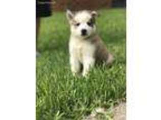 Siberian Husky Puppy for sale in Portsmouth, VA, USA