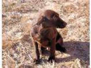 Labrador Retriever Puppy for sale in Oskaloosa, KS, USA