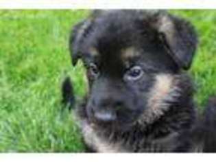 German Shepherd Dog Puppy for sale in Brownsburg, IN, USA