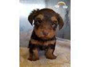 Yorkshire Terrier Puppy for sale in Standish, MI, USA