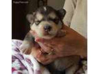 Alaskan Malamute Puppy for sale in Eidson, TN, USA