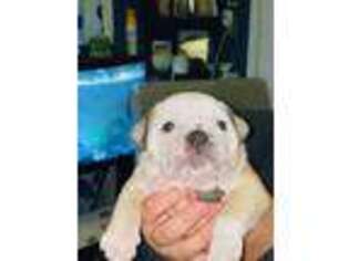Olde English Bulldogge Puppy for sale in Johnston, RI, USA