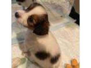 Papillon Puppy for sale in Justin, TX, USA