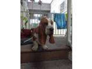 Basset Hound Puppy for sale in Carson, CA, USA