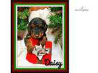 Airedale Terrier Puppy for sale in Canton, OH, USA