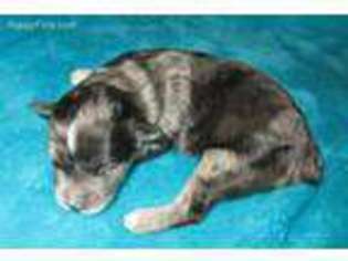 Mutt Puppy for sale in Lincoln, AL, USA