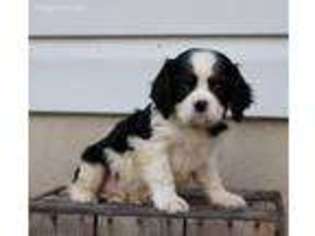 Cavalier King Charles Spaniel Puppy for sale in Mifflin, PA, USA