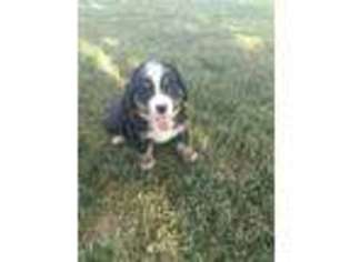 Bernese Mountain Dog Puppy for sale in Washington, IN, USA