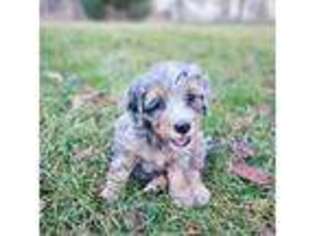 Mutt Puppy for sale in Marshall, MI, USA