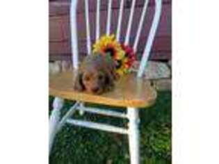 Cavapoo Puppy for sale in Loysville, PA, USA
