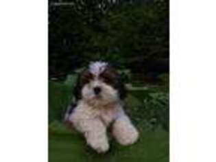 Lhasa Apso Puppy for sale in Stamford, NY, USA