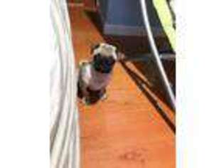 Pug Puppy for sale in Fresh Meadows, NY, USA
