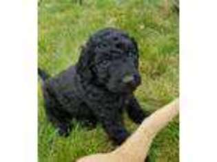 Labradoodle Puppy for sale in Selah, WA, USA