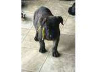 Mastiff Puppy for sale in Clay, KY, USA