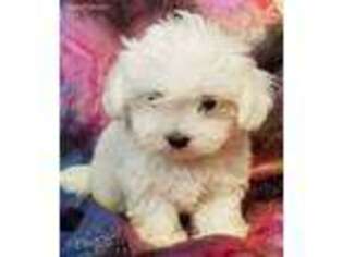 Maltese Puppy for sale in Camdenton, MO, USA