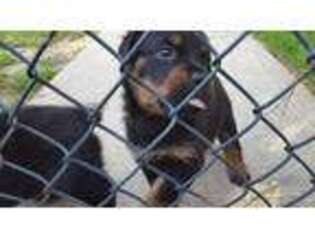 Rottweiler Puppy for sale in Elkton, MD, USA