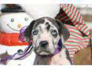Great Dane Puppy for sale in Dothan, AL, USA