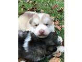 Alaskan Malamute Puppy for sale in Pleasant Hill, IL, USA