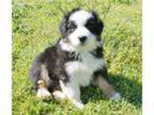 Australian Shepherd Puppy for sale in Tuscaloosa, AL, USA