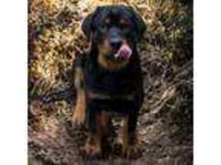 Rottweiler Puppy for sale in Warrior, AL, USA