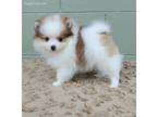 Pomeranian Puppy for sale in San Luis Obispo, CA, USA