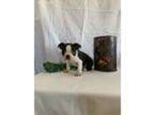 Boston Terrier Puppy for sale in Dundee, OH, USA