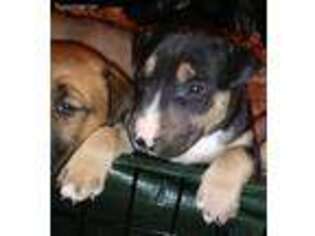 Bull Terrier Puppy for sale in Cadillac, MI, USA